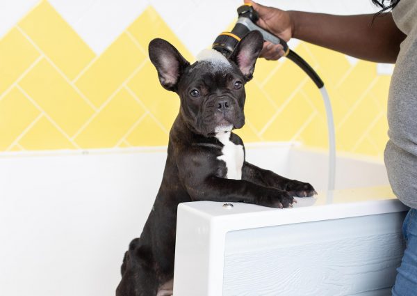 Frenchie Dog Grooming